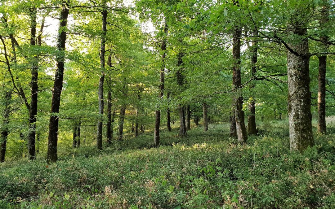 Forêt de Grésigne, à l’ombre des chênes centenaires